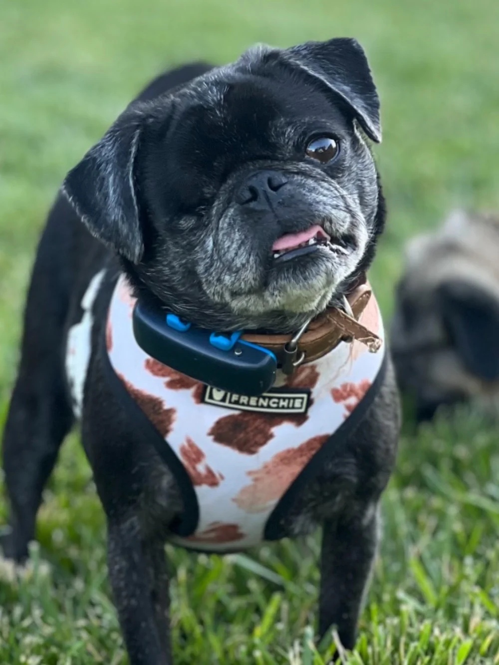 Frenchie Harness cow print